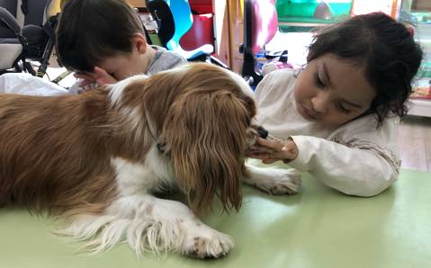 <p>El Centro de educación especial de Palau se encuentra ubicado en la ciudad de Girona. Se trata de un colegio de educación especial para niños y niñas con discapacidad física.</p>